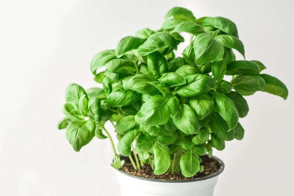 Albahaca
